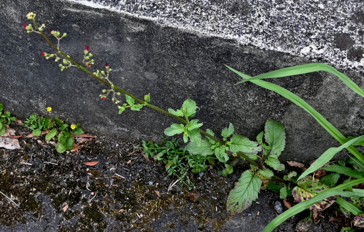 Изображение особи Scrophularia auriculata.