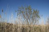 Salix cinerea. Дерево. Новосибирская область, с. Новопичугово. Май 2011 г.