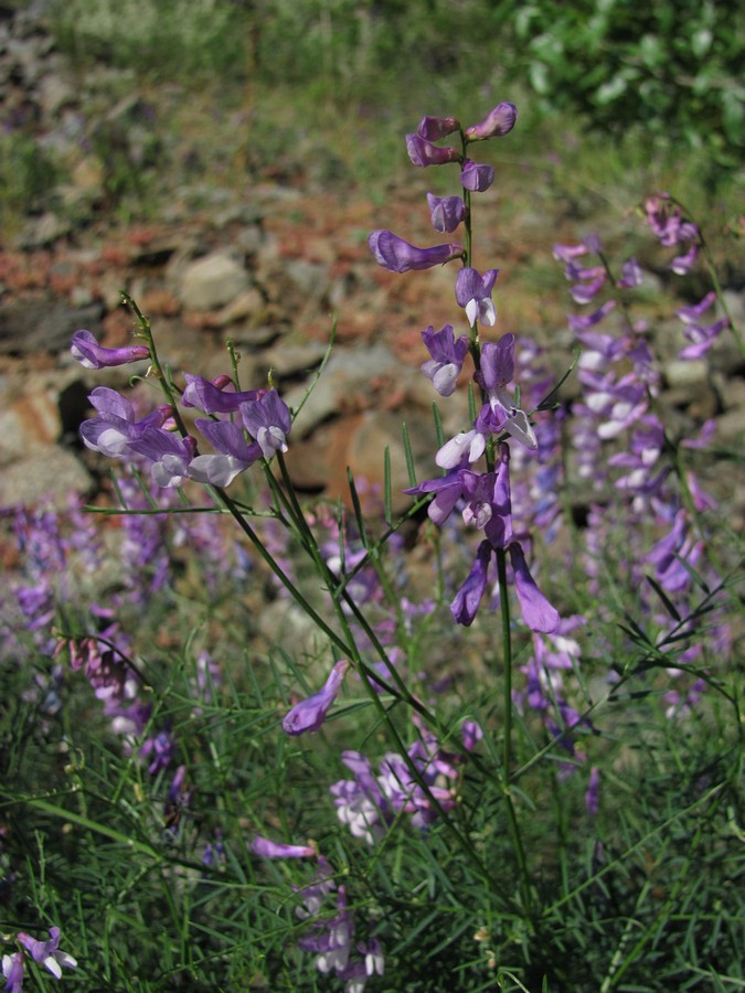 Image of Vicia elegans specimen.