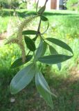 Salix alba