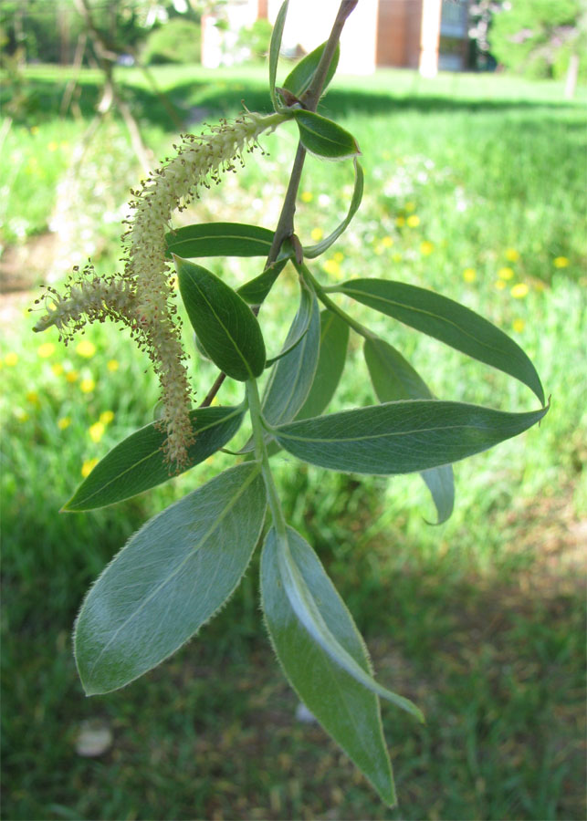 Image of Salix alba specimen.