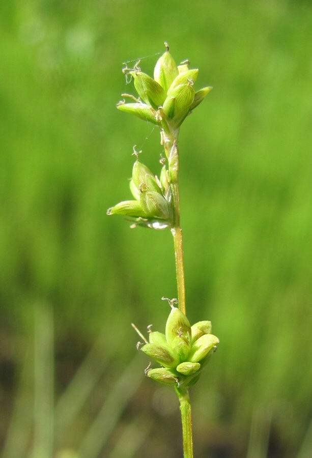 Image of Carex loliacea specimen.