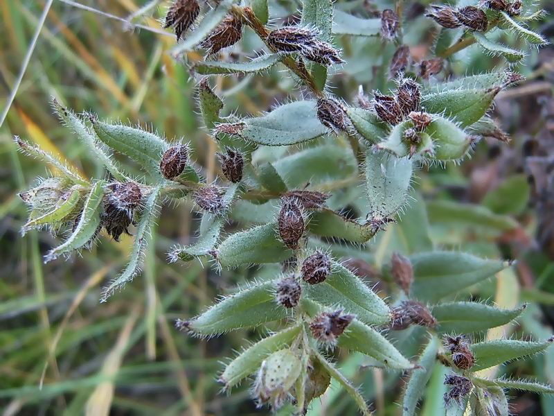 Image of Nonea rossica specimen.