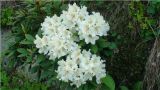 Rhododendron caucasicum