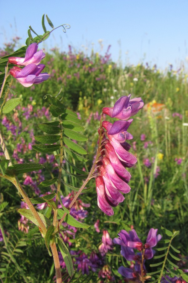 Изображение особи Vicia cassubica.