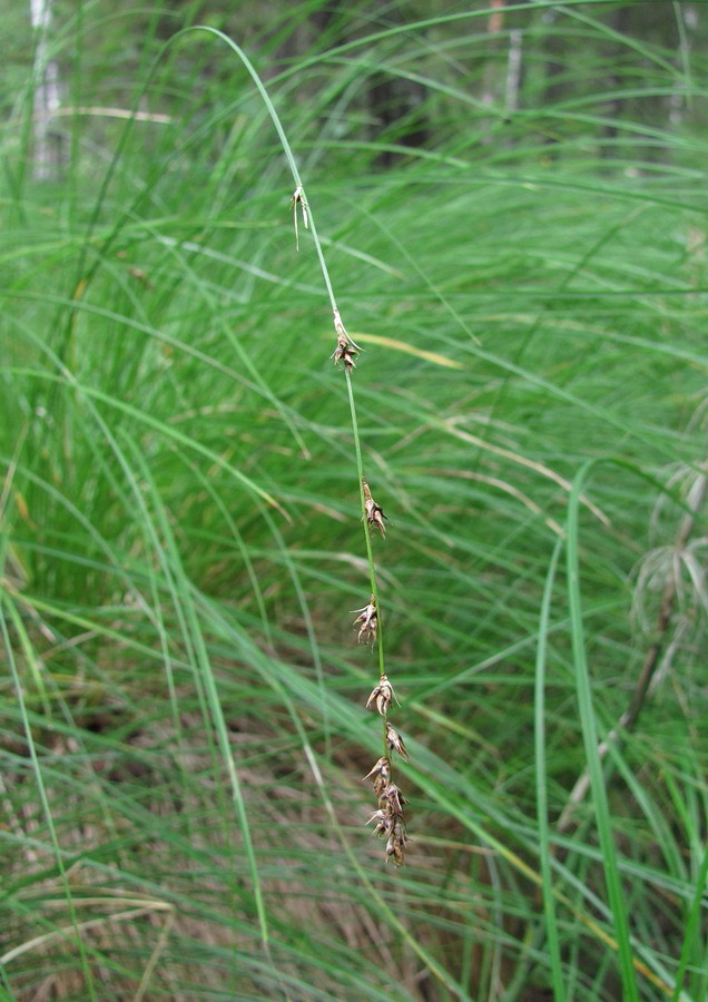 Изображение особи Carex appropinquata.