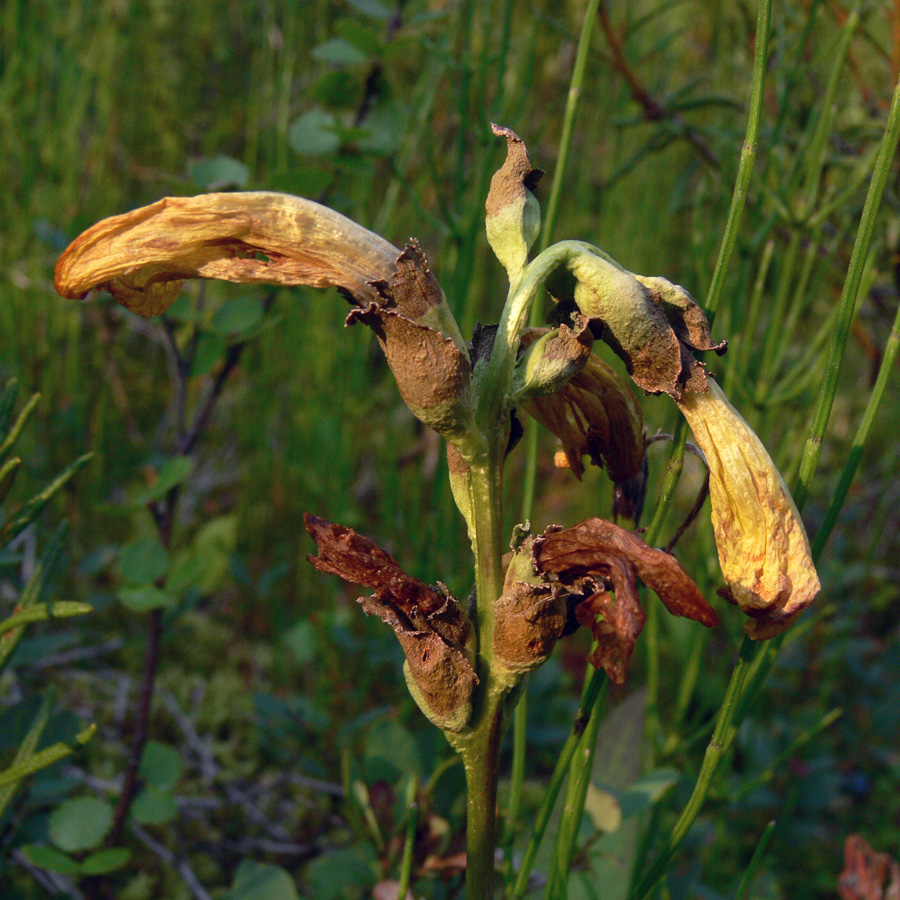 Изображение особи Pedicularis sceptrum-carolinum.