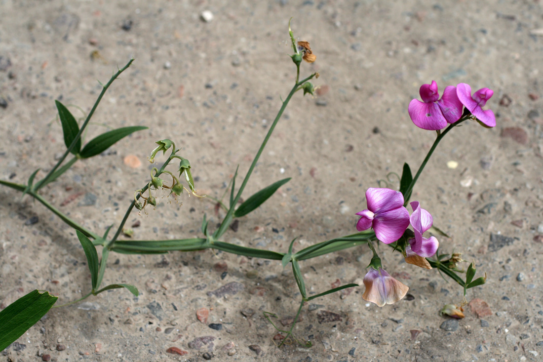 Изображение особи Lathyrus latifolius.