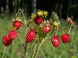 Fragaria vesca