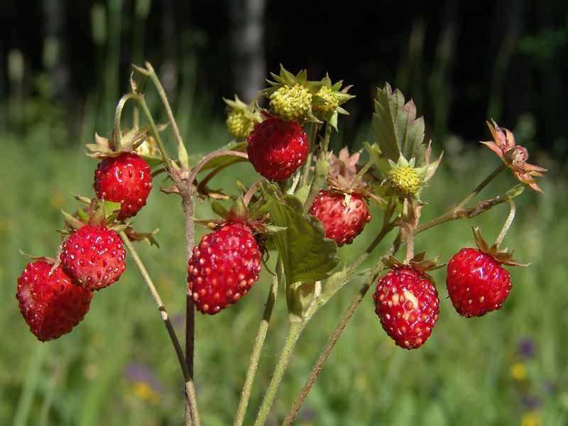 Изображение особи Fragaria vesca.