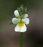 Viola arvensis