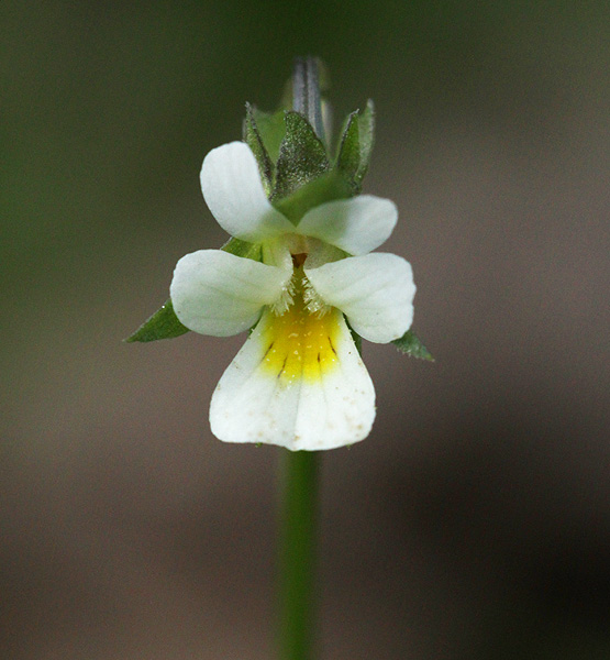 Image of Viola arvensis specimen.