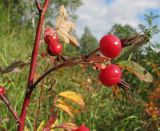 Rosa cinnamomea. Ветвь со зрелыми плодами. Окр. Томска, 28 августа 2011 г.