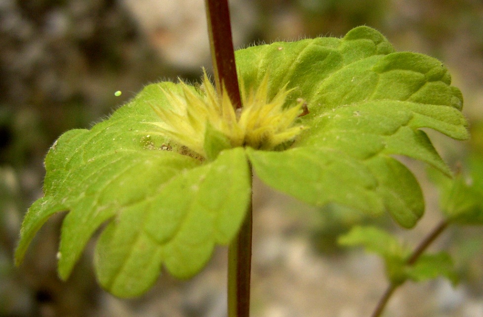 Image of Lamium amplexicaule specimen.