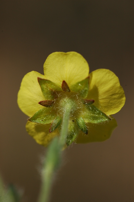 Изображение особи Potentilla humifusa.