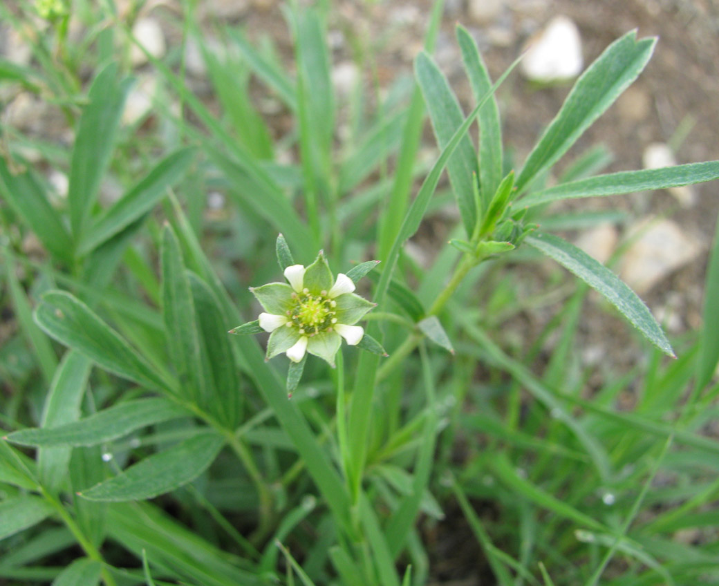 Изображение особи Sibbaldianthe adpressa.