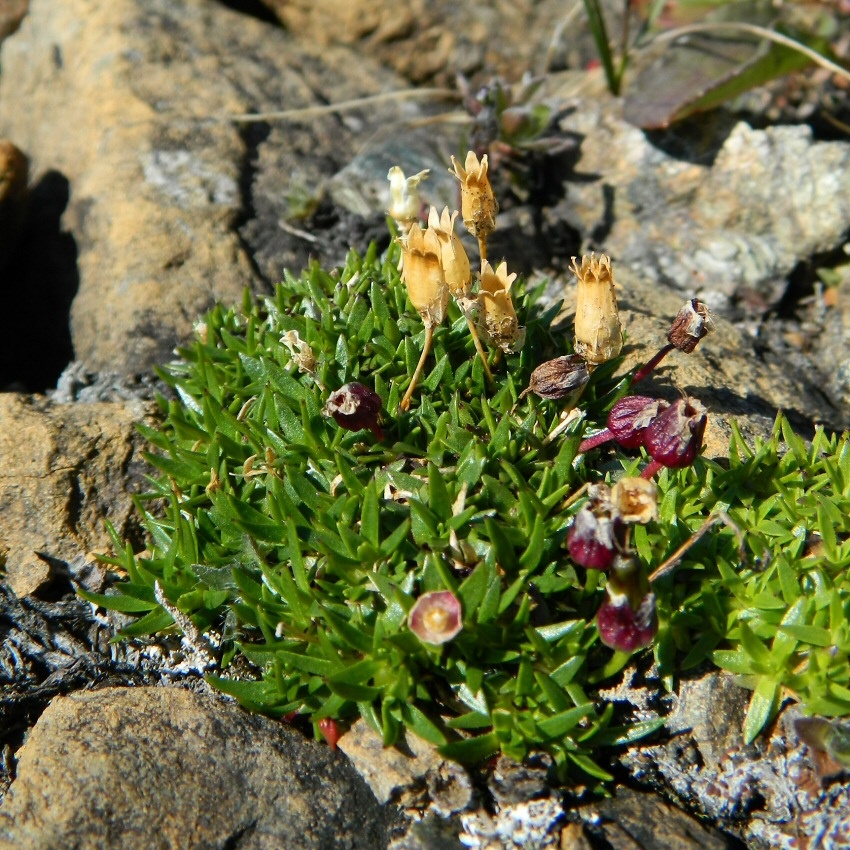 Изображение особи Silene acaulis.