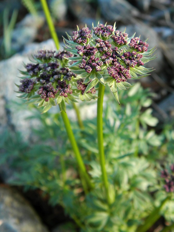 Изображение особи Pachypleurum alpinum.