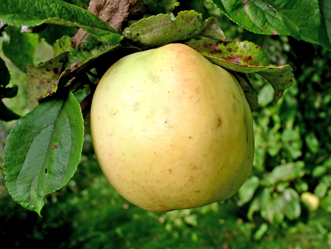 Изображение особи Malus domestica.