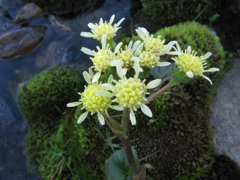 Image of Petasites radiatus specimen.