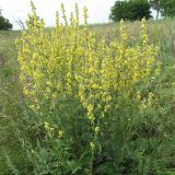 Verbascum lychnitis. Цветущее растение. Ростовская обл., Октябрьский р-н, окр. пос. Кадамовский. 03.07.2011.