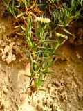 genus Carpobrotus. Цветущее растение на обрывистом склоне в зоне забрызга Средиземного моря. Израиль, Шарон, г. Герцлия. 23.04.2008.