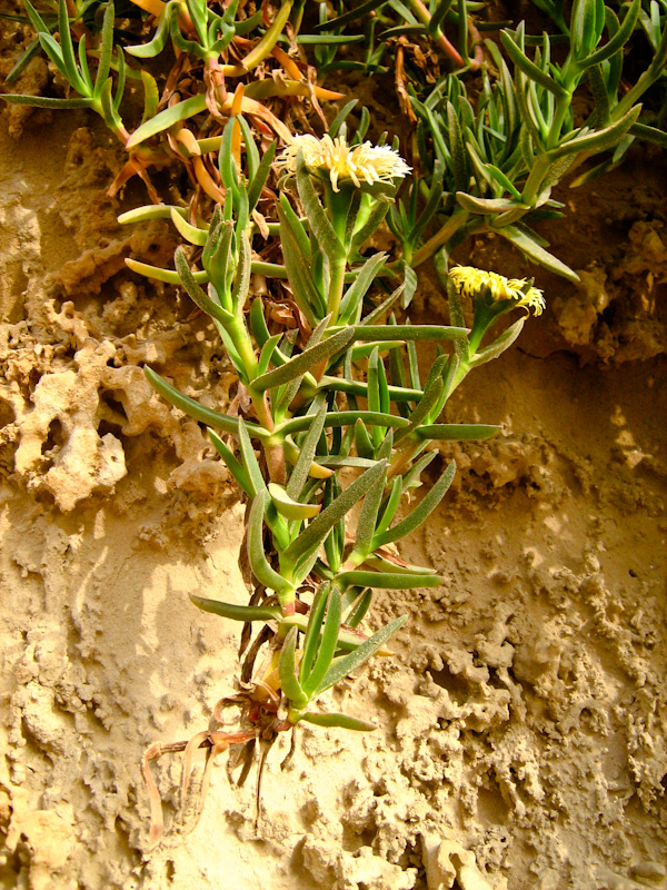 Изображение особи род Carpobrotus.