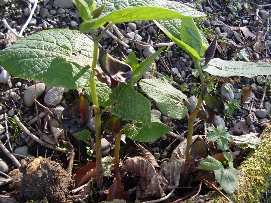 Image of Aristolochia iberica specimen.