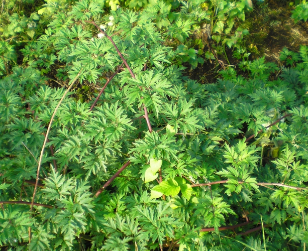 Изображение особи Rubus laciniatus.