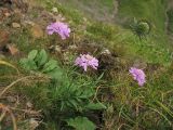 Scabiosa opaca. Цветущее и плодоносящее растение на каменистом склоне. Украина, Закарпатская обл., Раховский р.н, 1800 м н.у.м. (locus classicus). 27 августа 2008 г.