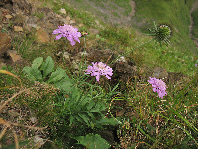 Image of Scabiosa opaca specimen.