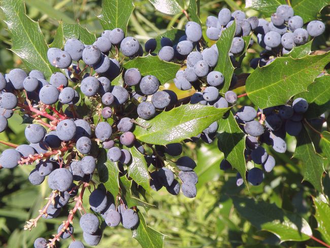 Image of Mahonia aquifolium specimen.