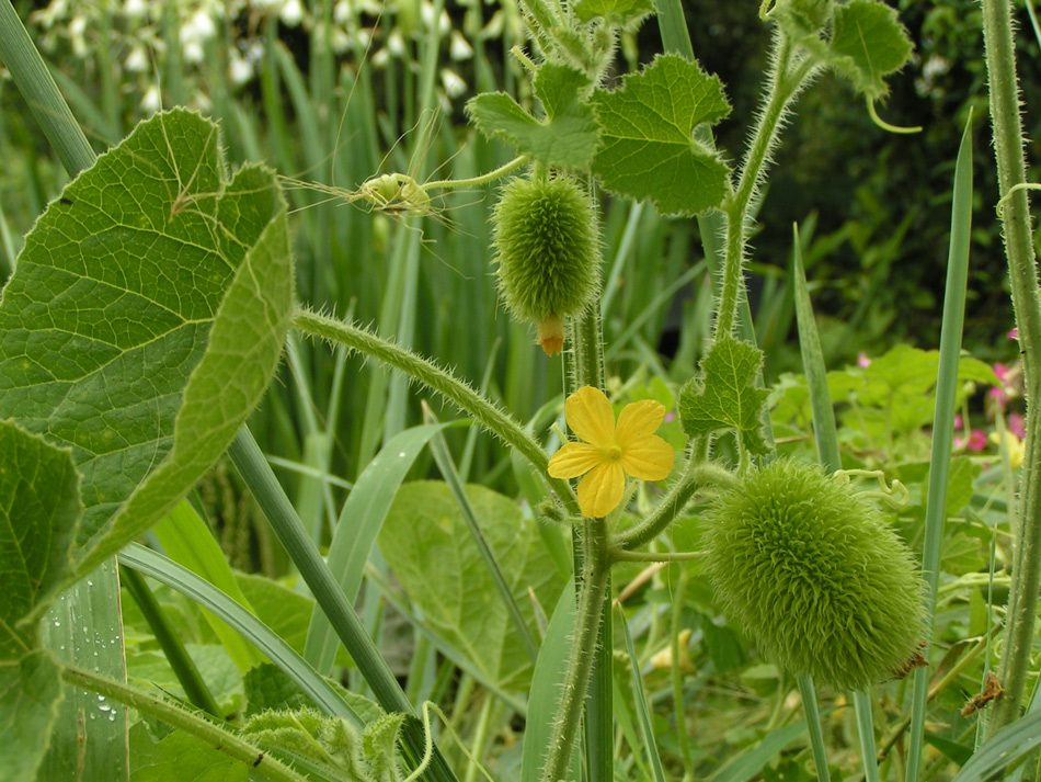 Изображение особи Cucumis dipsaceus.