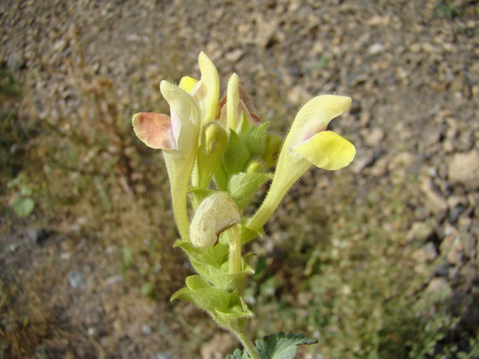 Изображение особи Scutellaria adenostegia.