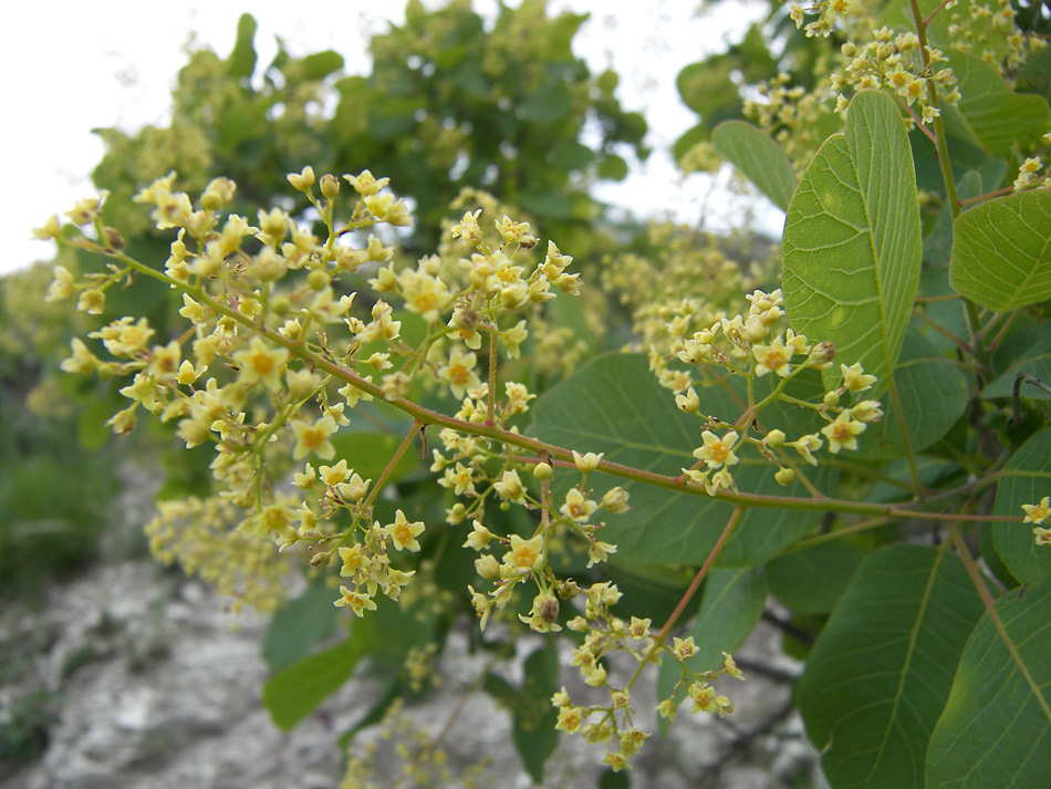 Image of Cotinus coggygria specimen.