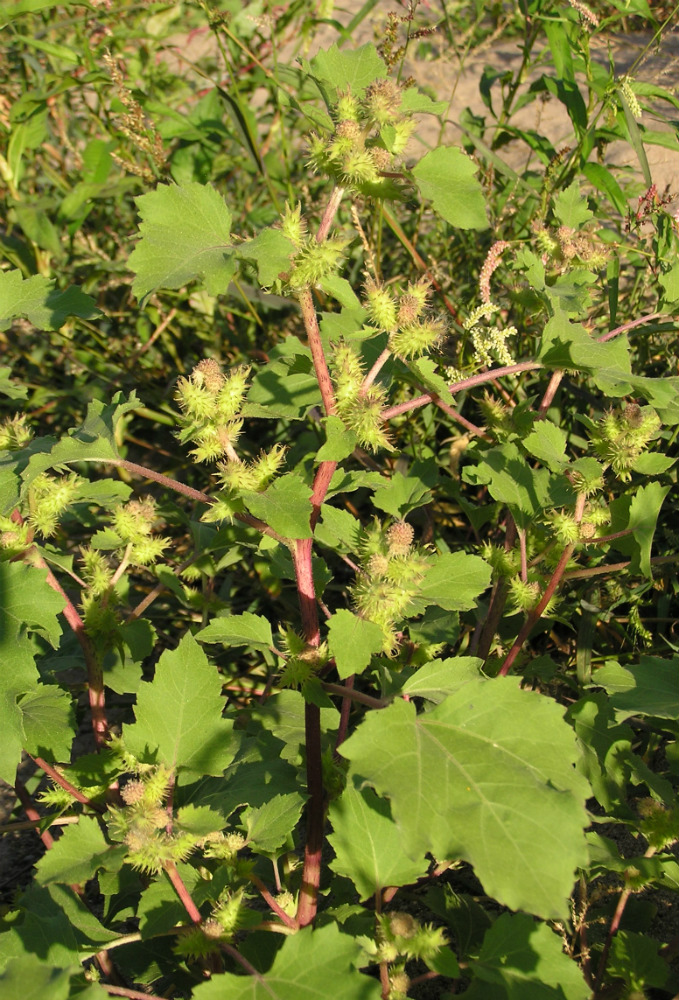 Image of Xanthium orientale specimen.