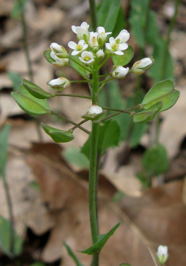 Image of Microthlaspi perfoliatum specimen.