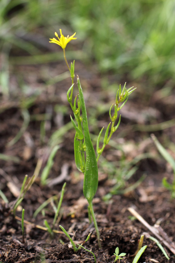 Изображение особи Gagea gageoides.