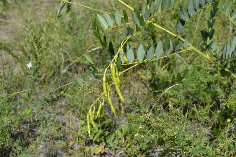 Image of Sophora flavescens specimen.
