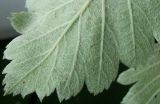 Sorbus intermedia. Лист (обратная сторона; увеличено). Германия, г. Кемпен, в парке. 13.05.2012.