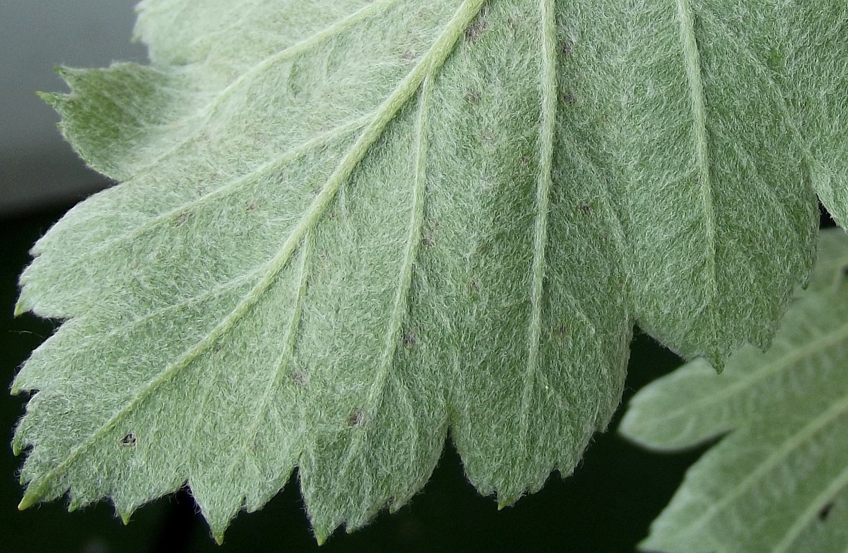 Изображение особи Sorbus intermedia.