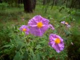 Cistus tauricus