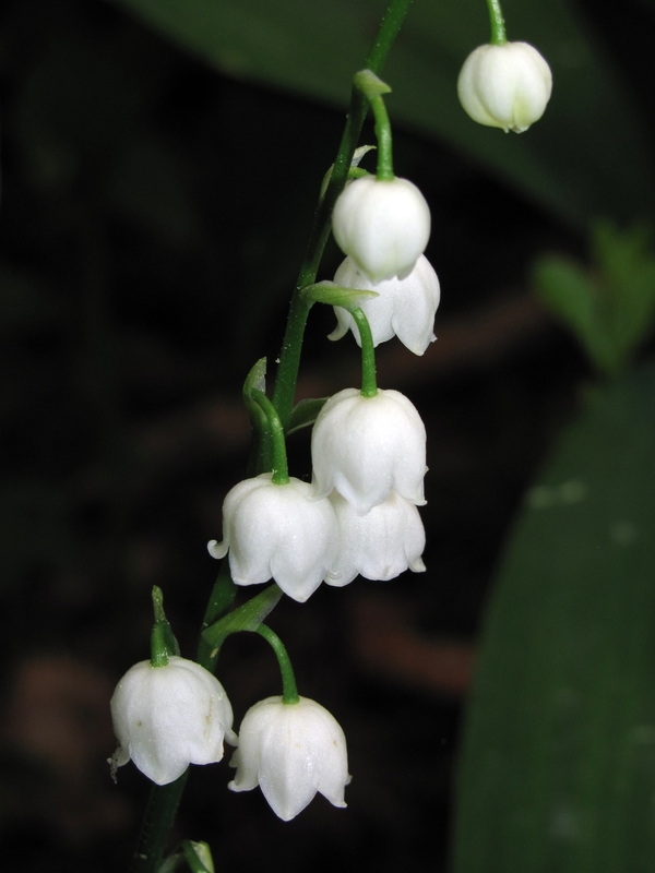 Изображение особи Convallaria majalis.