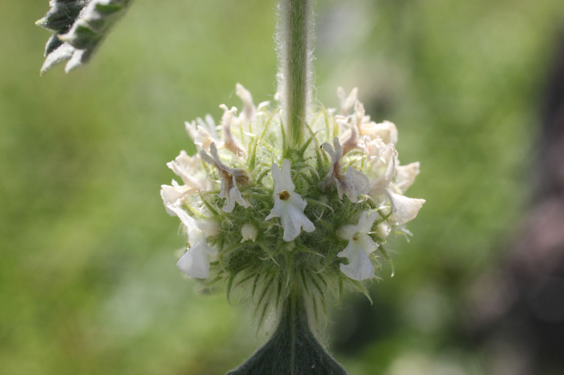 Изображение особи Marrubium anisodon.