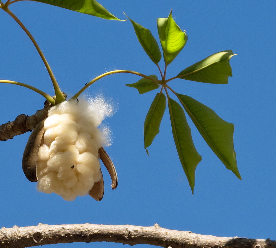 Image of Bombax ceiba specimen.