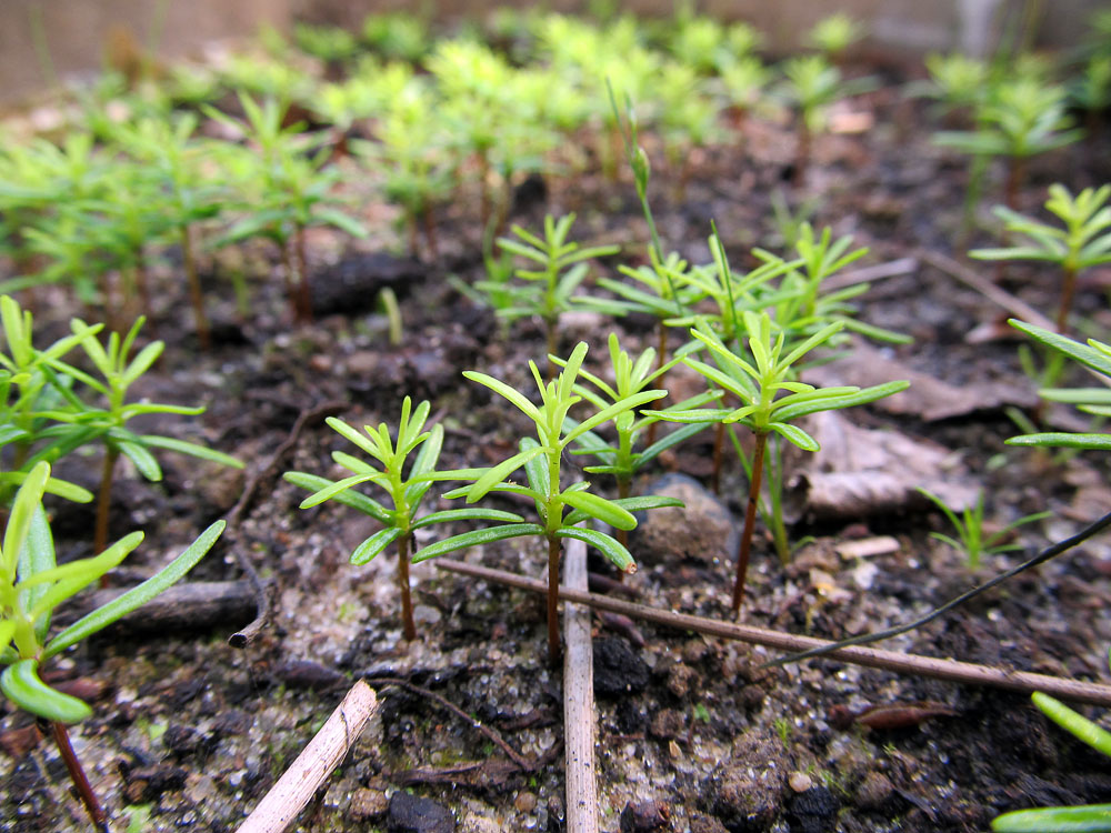 Изображение особи Abies sachalinensis.