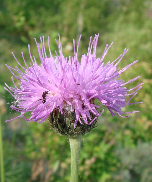 Image of Klasea marginata specimen.