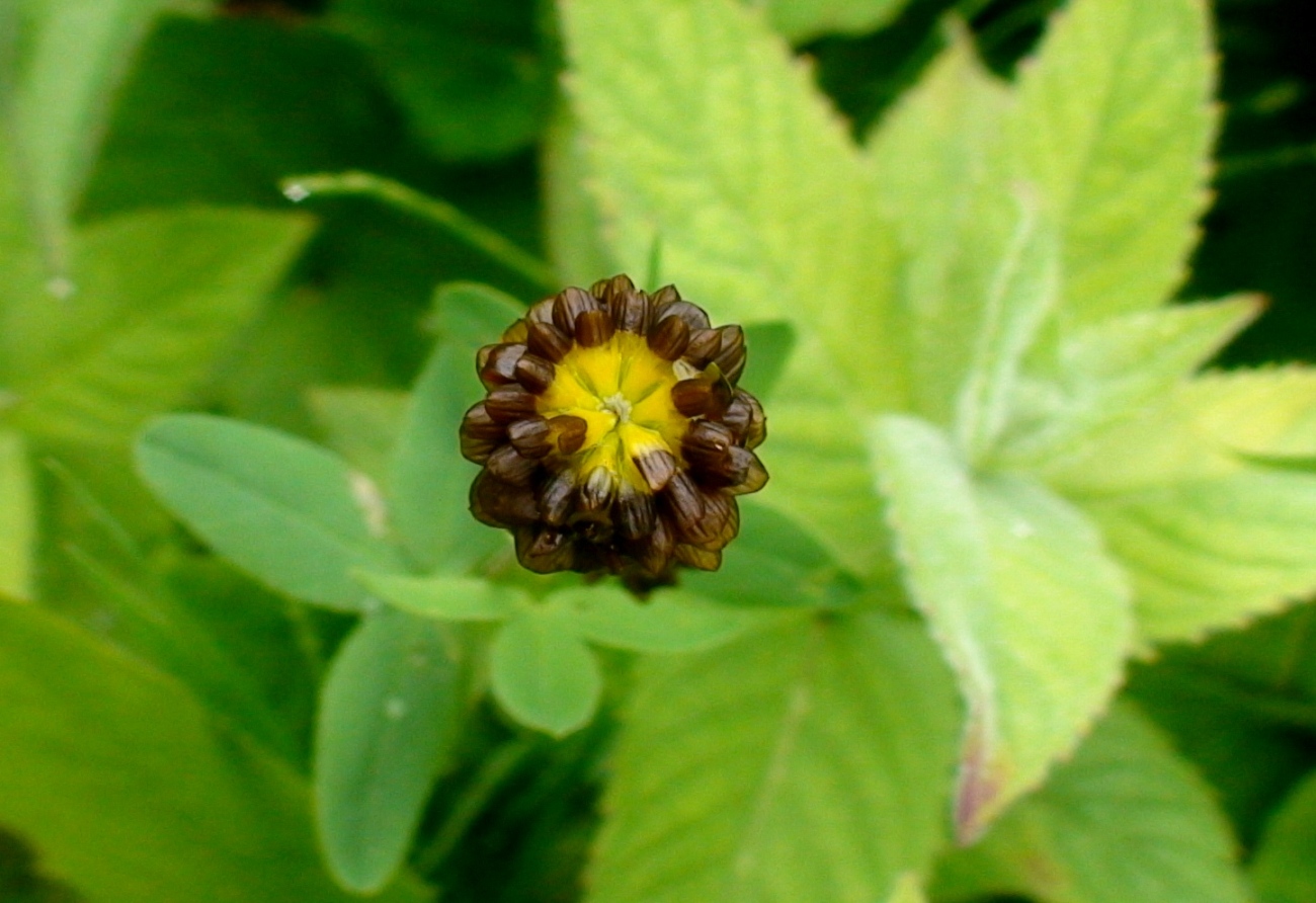 Изображение особи Trifolium spadiceum.