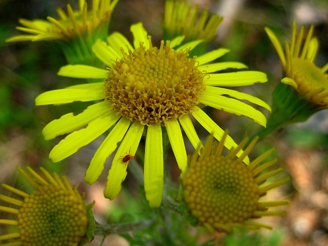 Изображение особи Senecio ambraceus.