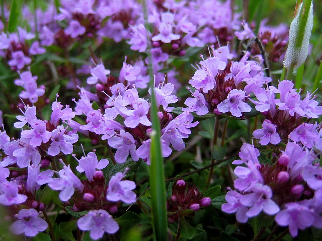 Изображение особи Thymus sibiricus.